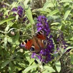 Budleja Dávidova (Buddleja Davidii) ´BUTTERFLY TOWER®´ - výška 30-40 cm, kont. C2.5L